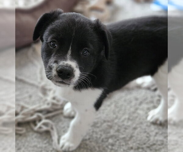 Medium Photo #3 Mutt Puppy For Sale in Fargo, ND, USA