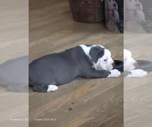 Olde English Bulldogge Puppy for sale in GRAVEL SWITCH, KY, USA