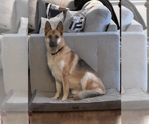 Mother of the German Shepherd Dog puppies born on 03/04/2025