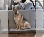 Small Photo #1 German Shepherd Dog Puppy For Sale in COLUMBUS, GA, USA