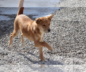 Mutt-Shiba Inu Mix Puppy for sale in SHILOH, OH, USA