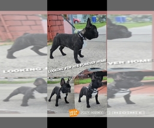 French Bulldog Puppy for sale in MIAMI, FL, USA