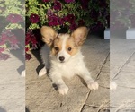Small #1 Papillon