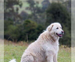 Maremma Sheepdog Dogs for adoption in Belleuve, NE, USA