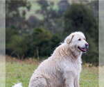 Small Maremma Sheepdog
