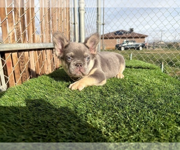 Medium Photo #5 French Bulldog Puppy For Sale in DENVER, CO, USA