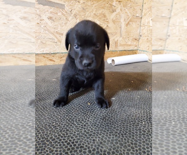 Medium Photo #9 Labrador Retriever Puppy For Sale in DUNN, NC, USA