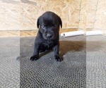 Small Photo #9 Labrador Retriever Puppy For Sale in DUNN, NC, USA