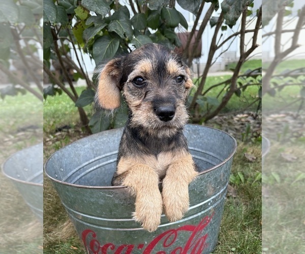 Medium Photo #3 Schnoodle (Miniature) Puppy For Sale in MIDDLEBURY, IN, USA