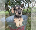 Tilly - Female Schnoodle (Miniature) Puppy for Sale - Photo #3