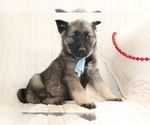 Small Photo #2 Norwegian Elkhound Puppy For Sale in SHILOH, OH, USA