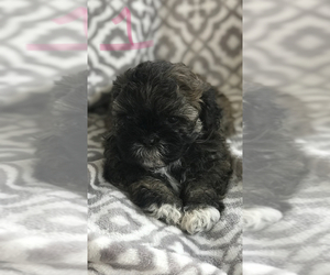 Shih Tzu Puppy for sale in SHERMAN, TX, USA