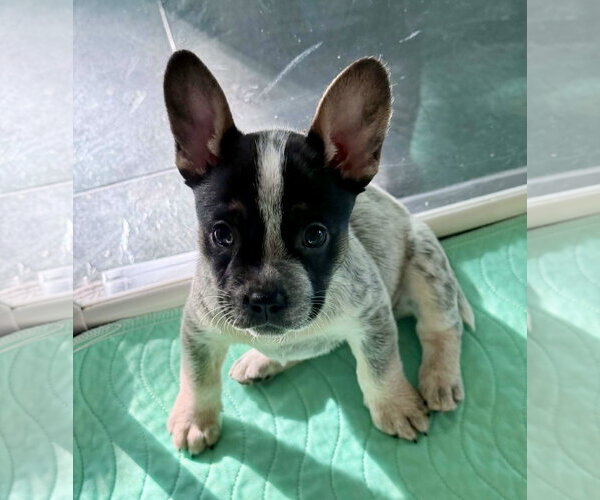 Medium Photo #1 French Bulldog-Unknown Mix Puppy For Sale in St. Louis Park, MN, USA