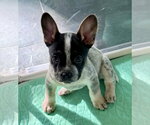 Small French Bulldog Mix