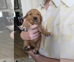 Small #3 Golden Retriever
