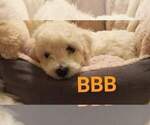 Small Photo #7 Bichon Frise Puppy For Sale in ORLANDO, FL, USA