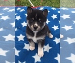 Small Photo #9 Alaskan Klee Kai Puppy For Sale in WINCHESTER, OH, USA