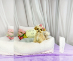 Small Photo #5 Maltipoo Puppy For Sale in CHANDLER, AZ, USA