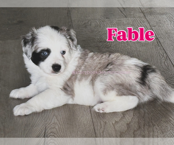 Medium Photo #2 Miniature Australian Shepherd Puppy For Sale in VALRICO, FL, USA