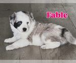 Small #1 Miniature Australian Shepherd