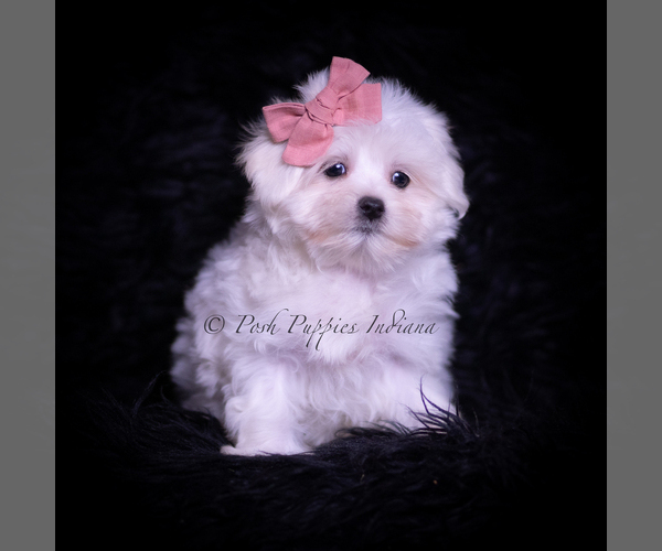 Medium Photo #2 Maltese Puppy For Sale in WARSAW, IN, USA