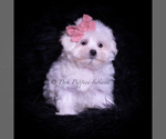 Small #1 Maltese