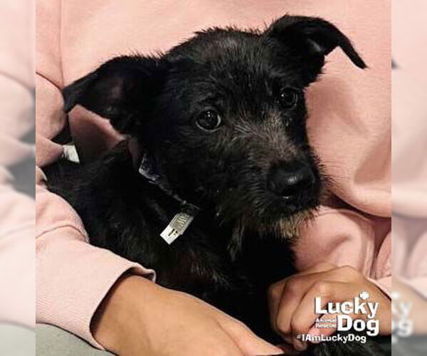 Medium Photo #1 Labrador Retriever-Unknown Mix Puppy For Sale in Washington, DC, USA