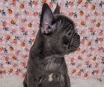 Small Photo #5 French Bulldog Puppy For Sale in BLAKESBURG, IA, USA