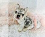 Small #3 French Bulldog