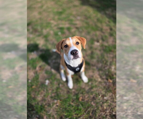 Medium Photo #2 Mutt Puppy For Sale in Morganville, NJ, USA