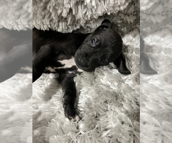 Medium Photo #2 Great Dane Puppy For Sale in NEW HAVEN, CT, USA