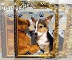 Small Photo #5 Pembroke Welsh Corgi Puppy For Sale in NORMALVILLE, PA, USA