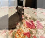 Puppy 2 Italian Greyhound