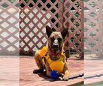 Small #6 German Shepherd Dog Mix