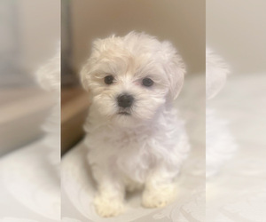 Maltese Puppy for sale in BAKERSFIELD, CA, USA