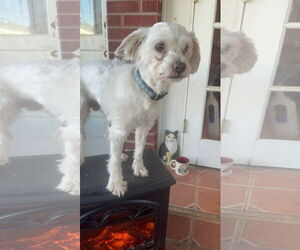 Poodle (Miniature)-Unknown Mix Dogs for adoption in Fort Collins, CO, USA