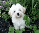 Puppy 1 Maltipoo