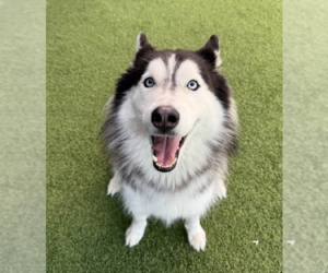 Siberian Husky Dogs for adoption in Carrollton, TX, USA
