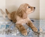 Small #7 Golden Retriever