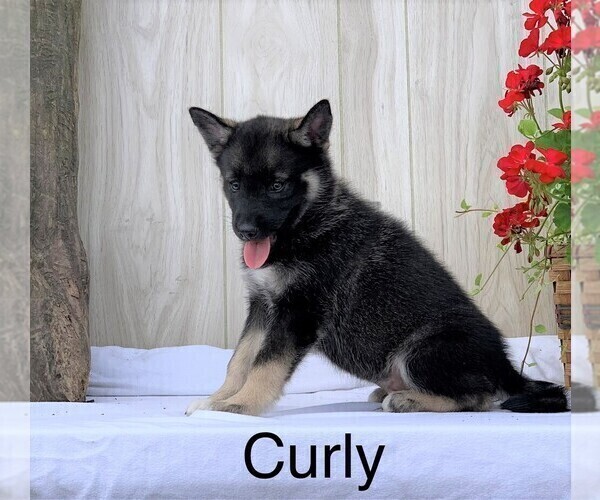 Medium Photo #2 Norwegian Elkhound-Siberian Husky Mix Puppy For Sale in FREDERICKSBG, OH, USA