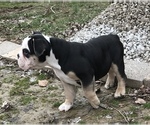 Small Photo #27 Olde English Bulldogge Puppy For Sale in CYNTHIANA, IN, USA