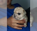 Small Photo #2 French Bulldog Puppy For Sale in PIONEER, CA, USA