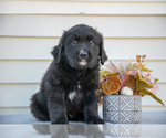 Puppy Danny Golden Mountain Dog