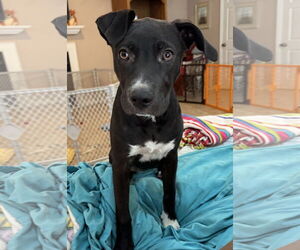 American Staffordshire Terrier-Unknown Mix Dogs for adoption in Parker Ford, PA, USA