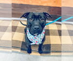 Small #11 American Pit Bull Terrier Mix