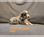 Small Photo #2 Miniature Australian Shepherd Puppy For Sale in ORRTANNA, PA, USA