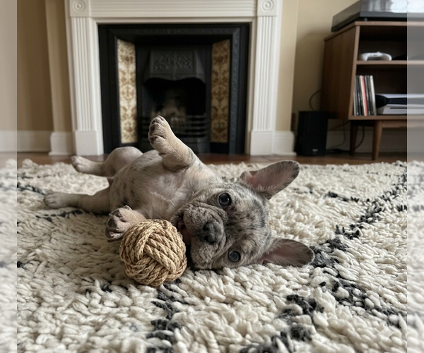 Medium Photo #2 French Bulldog Puppy For Sale in RENTON, WA, USA