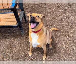 MISSY - Female German Shepherd Dog-Unknown Mix Dog for Adoption - Photo #3