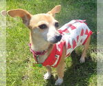 Small #1 Chihuahua Mix