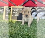 Small Photo #5 Golden Retriever Puppy For Sale in ONTARIO, CA, USA